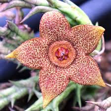 Image result for Orbea rogersii