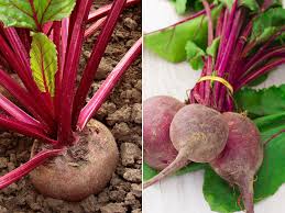 Für die rote stuhlfarbe können rote lebensmittel wie rote bete oder rotwein verantwortlich sein. Rote Bete Beta Vulgaris Gartenzauber