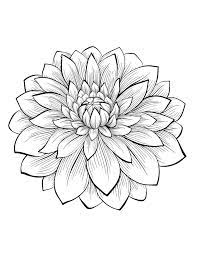 Dahlias are the most beautiful and varied flowers in the cut flower garden. Dahlia Flower Flowers Adult Coloring Pages