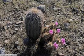 The patch is found just north of the crafting shop. Desert Plants List Pictures Facts Amazing Plants That Live In Deserts
