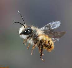 Pin By Ellyce Warns On Garden Bee Mason Bees Garden