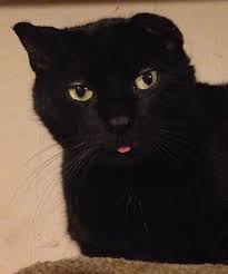 Clueless And His First Captured Blep Meow Moe Kittens Cutest Cute Cats Cats