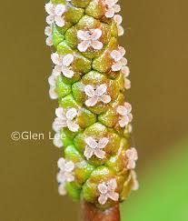 Image result for Potamogeton