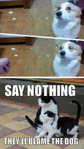 Most funny memes which were on trending were also on animals like cats dogs camel rat pandaanimal memesbear and polar bear. 150 Clean Animal Memes Ideas Animal Memes Funny Animals Cute Animals