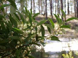 Image result for Acacia melanoxylon