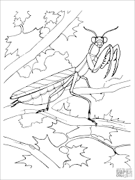 Showing 12 coloring pages related to praying mantis. Realistic Praying Mantis Coloring Page Coloringbay