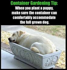 30 Gardening Memes That Will Make You Want To Garden Right Now Cute Animal Photos What Kind Of Dog Cute Animals