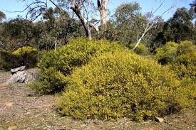 Image result for Acacia montigena
