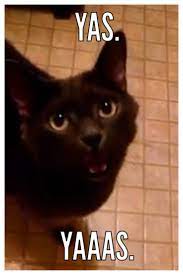 The Real Yas Cat Yas Cat Cats Animals