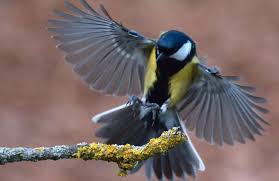 8 Beaux Oiseaux A Observer Cet Hiver Dans Son Jardin Depuis Mon Hamac En 2020 Beaux Oiseaux Les Plus Beaux Oiseaux Oiseaux