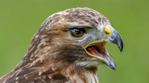 De gewone buizerd lijkt de meest voorkomende roofvogel overdag in europa te zijn, aangezien schattingen van de totale. Agressieve Buizerd Valt Mensen Aan Bos Gaat Dicht Omroep West