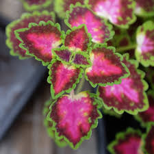 Image result for Coleus coeruleus