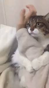 Some people claim that salt lamps also offer health benefits because they are natural ionizers, meaning they change the electrical charge of the circulating air (healthline). Download Cat Hug Human Gif Png Gif Base