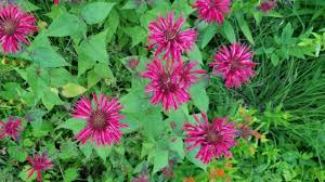 Thought bee balm can handle partial shade, it will thrive best if it receives at least six hours of full sun daily. Monarda Didyma Complete Guide To Red Bee Balm Growit Buildit