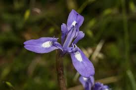 Image result for Moraea niassensis