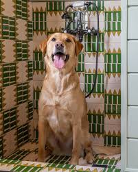 Yes, that's a custom dog washing station. 🐶✨ Complete with Relief Kente  Shoreline tile for style, durability, and easy clean-up. Because even pups  deserve design that wows. Audrey Scheck Design @audreyscheckdesign Photo