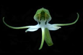 Image result for Habenaria disparilis