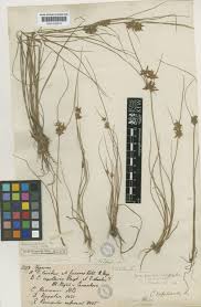 Image result for Pycreus flavidus