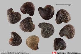 Image result for Hibiscus tridactylites