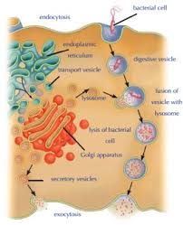 Organelles Working Together A Level A2 As Biology