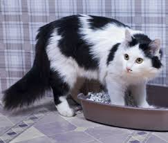If the behavior started suddenly, have a vet rule out a medical any time your cat starts going outside of the box, it's a good idea to schedule a visit with the vet to rule these and other conditions out. Why Does My Cat Kick Litter Out Of Her Box