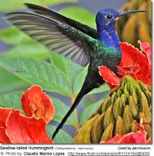 Beijaflor by salamandro / 500px. Swallow Tailed Hummingbirds Beauty Of Birds