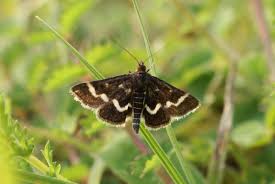 Image result for Pyrausta nigrata