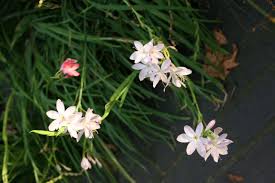 Image result for Hesperantha petitiana