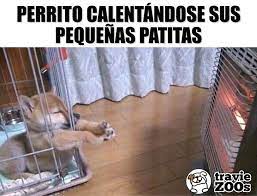Es Que Amanecio Haciendo Mucho Frio Abriguen Bien A Sus Mascotas Cold Frio Ma Imagenes Divertidas De Animales Humor Divertido Sobre Animales Perros Graciosos