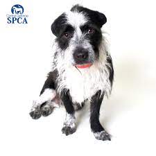 Black and white terrier mix. Pete Is A 3 Year Old Male Black And White Terrier Mix Central California Spca Fresno Ca