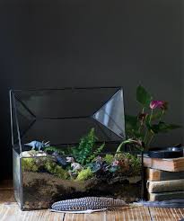 Start by finding an attractive glass container. How To Build A Dino Terrarium According To A Paleontologist Martha Stewart