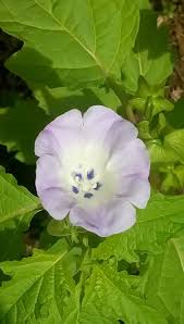 Image result for Nicandra physalodes