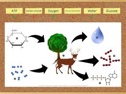 When the body runs out of glucose, it can burn fats and proteins to make atp instead. Cellular Respiration Labelled Diagram