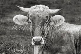 Maybe you would like to learn more about one of these? Kuh Bilder In Schwarz Weiss Kuh Bilder Als Leinwand Poster Xxl Druck Tapete Und Mehr