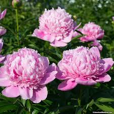 Sarah Bernhardt Peony Plants Growing Peonies Peonies