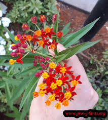 Asclepias Curassavica Asclepias Plants Plant Care