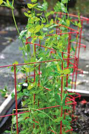 Where possible select a sunny site to sow your sugar snap seeds. How To Grow Sugar Snap Peas Hgtv