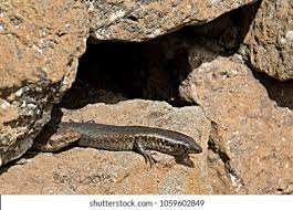 Image result for Micrococca capensis