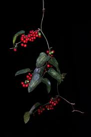 Image result for Smilacaceae