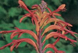 Image result for Maranthes floribunda