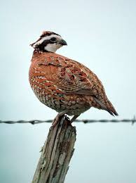 Birds That Start With Q Q Quail Bird Hunting Upland Bird Hunting Quail