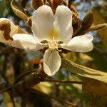 Image result for Baphia bequaertii