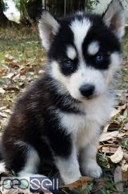 Siberian husky 101 owner's guide is the ultimate solution Siberian Husky Puppies For Adoption Delhi Free Classifieds