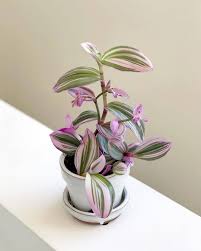 Olivra Homedecor On Instagram Tradescantia Tradescantiatricolor Plants Houseplants Indoorplants Indoorgard Plant Decor Indoor Plants House Plants Indoor
