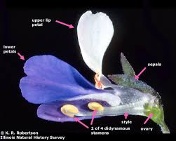 Image result for Scrophulariaceae