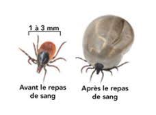 Traitement d'un chien atteint de la maladie de lyme. Les Tiques Et La Maladie De Lyme Hopital Veterinaire Des Seigneuries