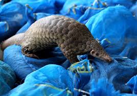 Pangolins (manis spp.) são mamíferos da ordem pholidota que vivem em zonas tropicais da ásia e da áfrica.há oito espécies diferentes de pangolim: Pangolins E Outros Ganham Protecao Comercial Shareamerica