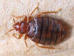 Action termite & pest control offers a specialized service that is designed for scorpions exclusively. Pest Control Venice Fl Naturzone Pest Control
