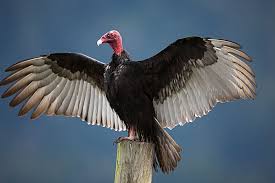 Pin On Turkey Vulture