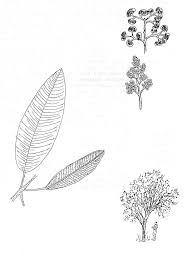 Image result for Ozoroa reticulata